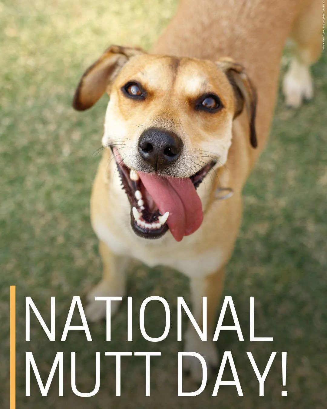 🐾 STOP SCROLLING &mdash; it&rsquo;s National Mutt Day!  Today we&rsquo;re celebrating the dogs with mystery DNA, big personalities, and that easygoing charm only a mixed-breed can pull off.

Mutts bring so much joy into our homes &mdash; they&rsquo;