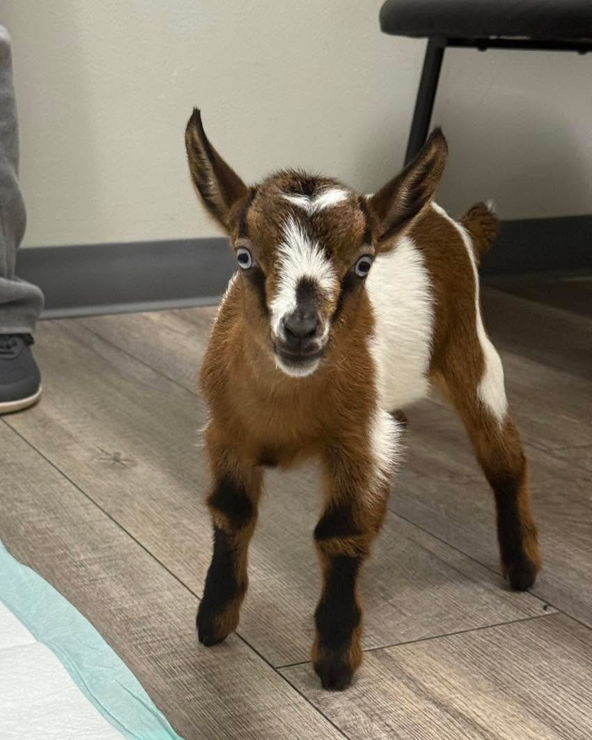 We regret to inform you the baby goat has stolen the show 🤩