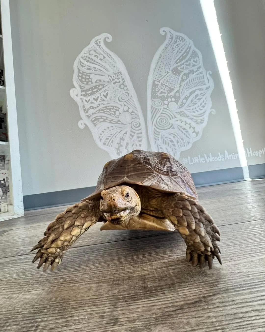 He said the wings make him faster. We&rsquo;re choosing to support his dreams. 😉