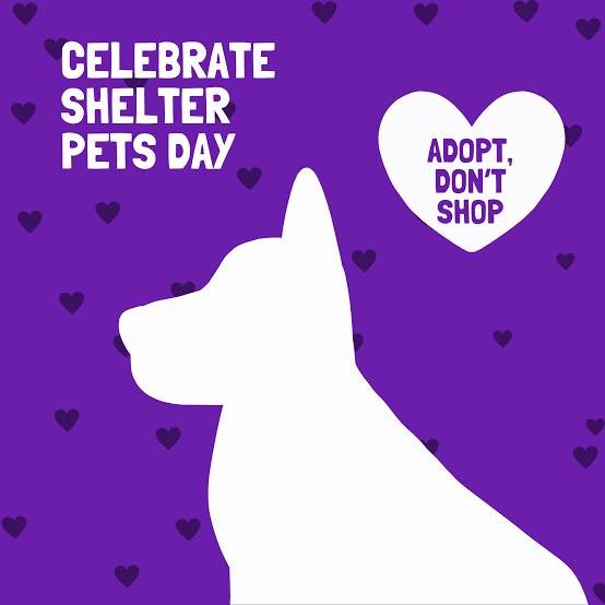 It&rsquo;s Celebrate Shelter Pets Day!  Here&rsquo;s to the pets who&rsquo;ve waited, hoped, and wagged their tails through it all. Today is all about THEM &mdash; the sweetest faces and biggest hearts looking for a soft place to land.

Thinking abou