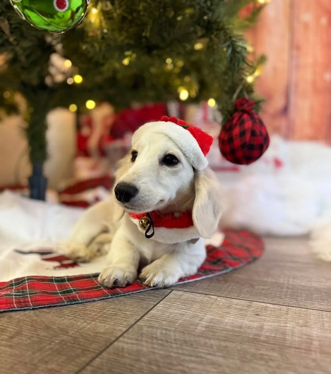 Cutest thing under the tree this year, no competition 🥰