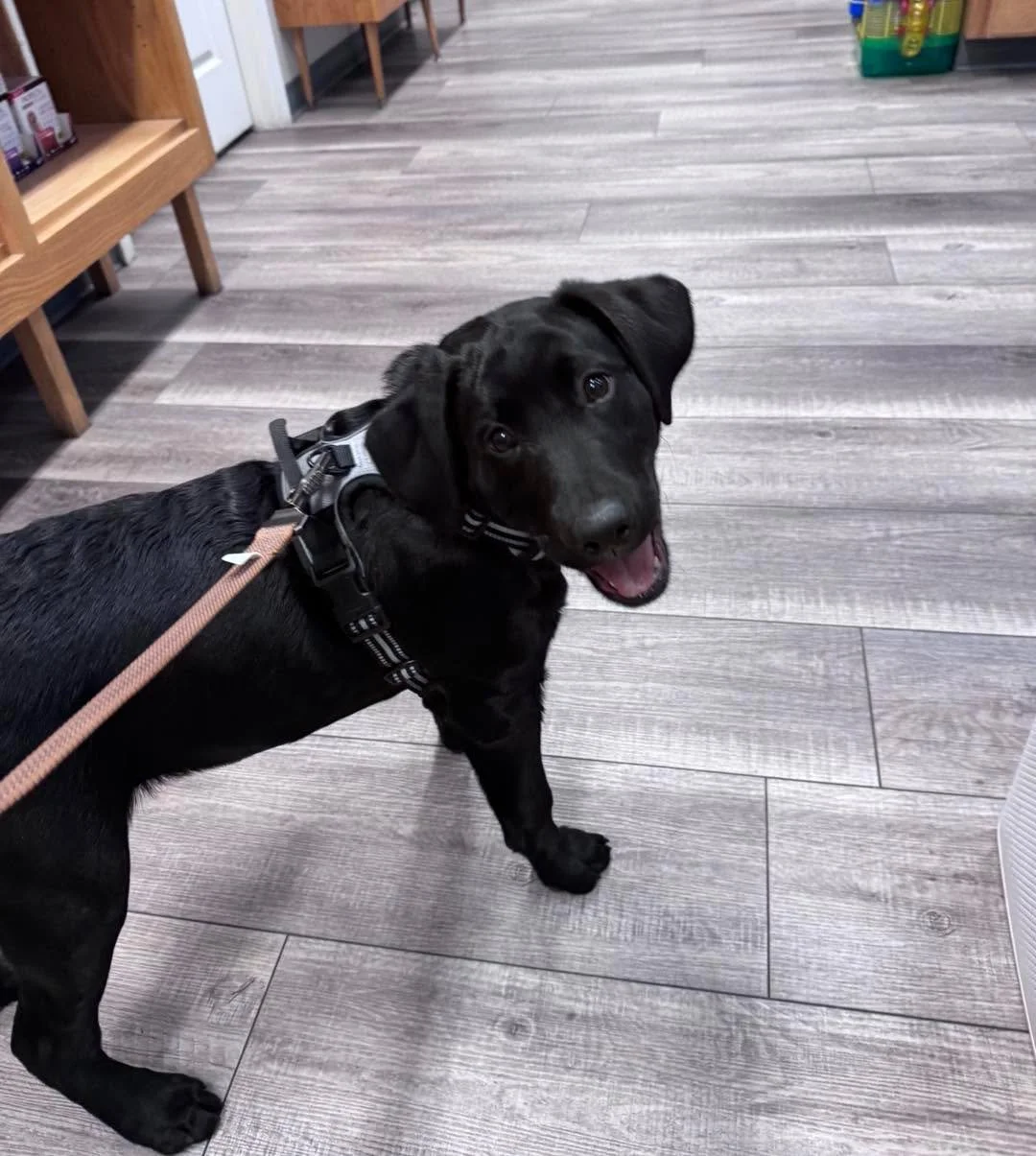 Peak puppy enthusiasm captured in 0.2 seconds 😁