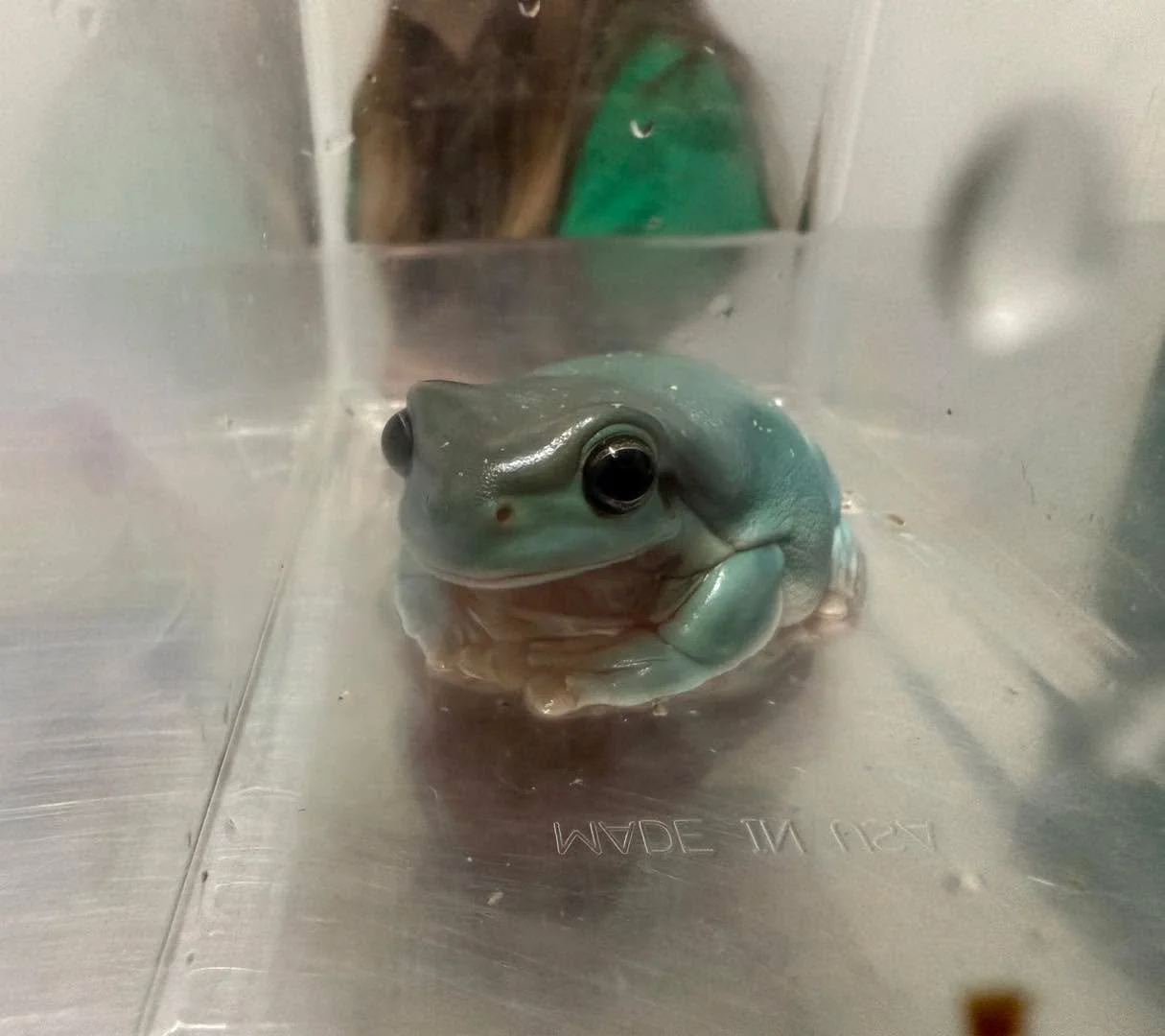 Our exam rooms get all kinds of visitors &mdash; today&rsquo;s is extra cool 🐸