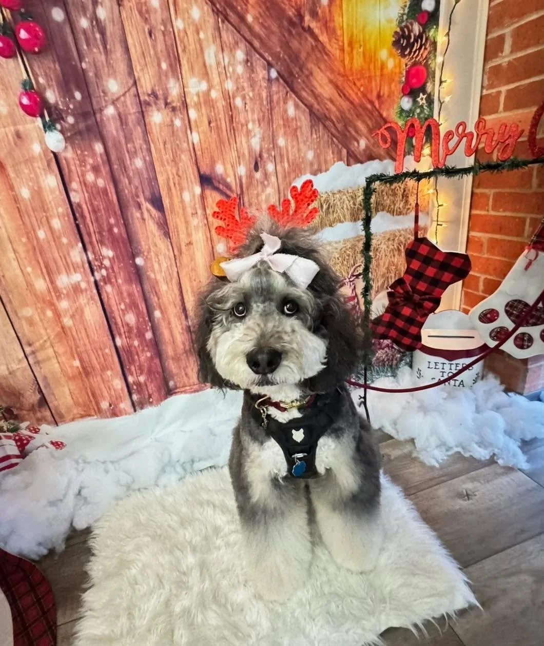 Our Christmas photo corner has never looked sweeter 🐾 🥰