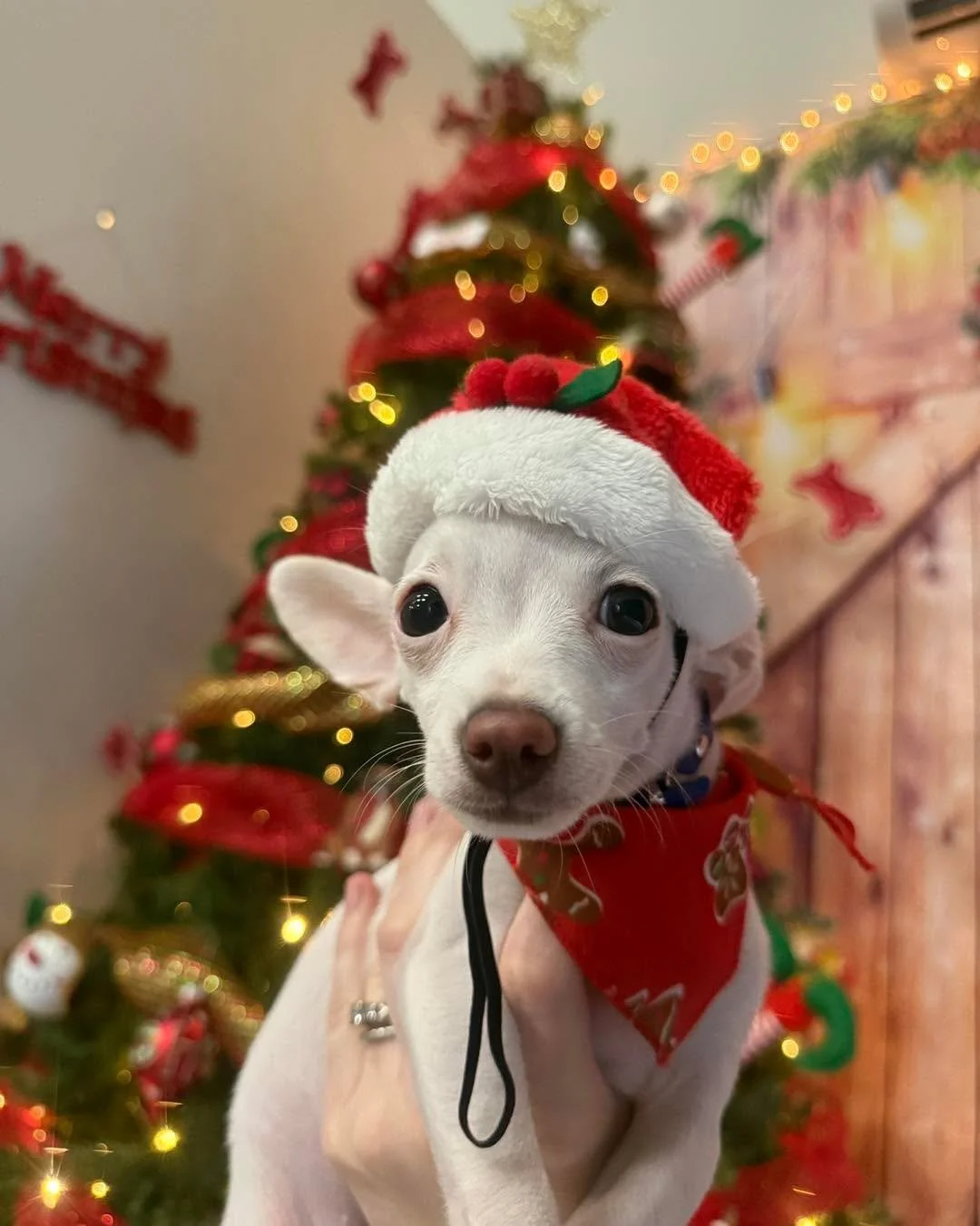 Our Christmas tree has a new star&mdash;and it isn&rsquo;t the one on top 😏