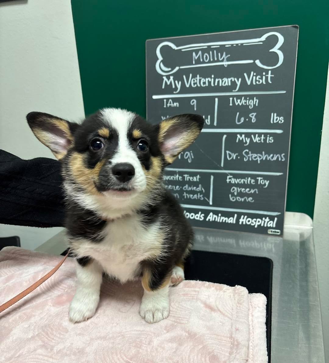 Ears in sport mode. Ready for her appointment 🤩