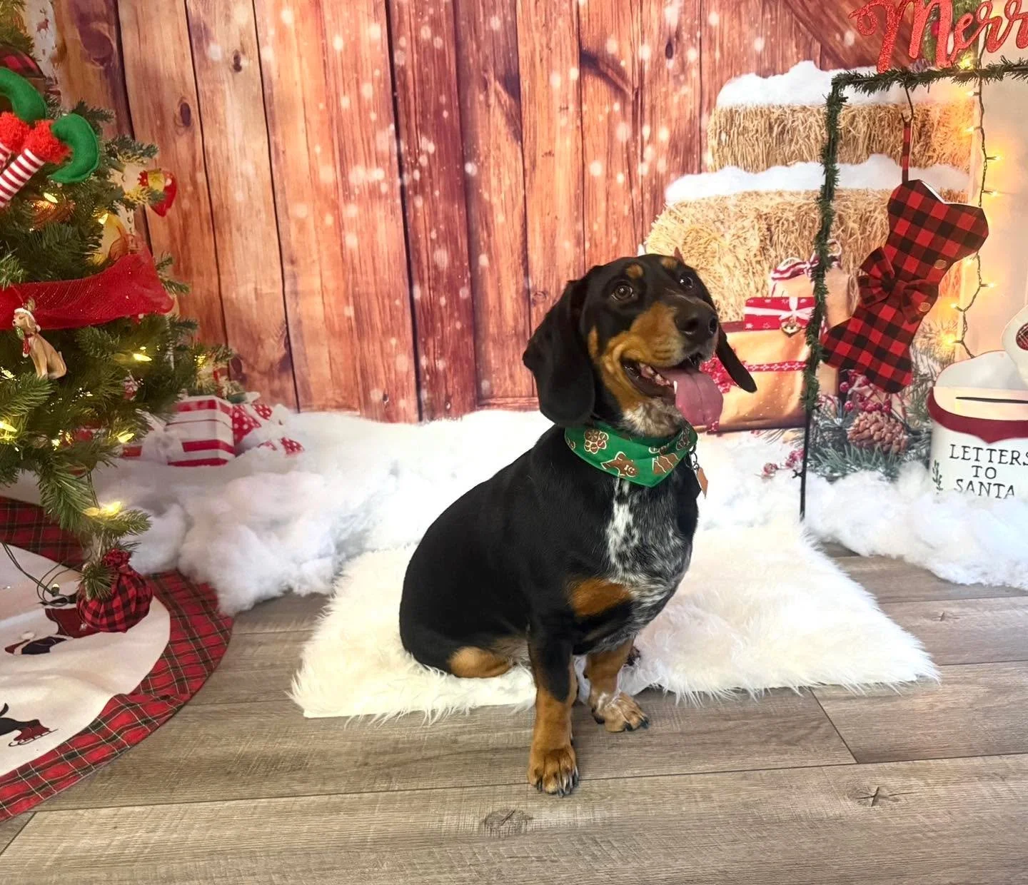 A perfect dose of Christmas joy for your morning 😍