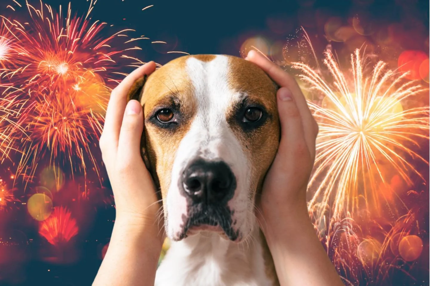 Topic Tuesday: Preparing for New Year&rsquo;s Eve 💥 

For many pets, fireworks and loud celebrations aren&rsquo;t exciting&mdash;they&rsquo;re stressful. Noise anxiety can show up as shaking, pacing, hiding, vocalizing, or attempts to escape.

Helpi