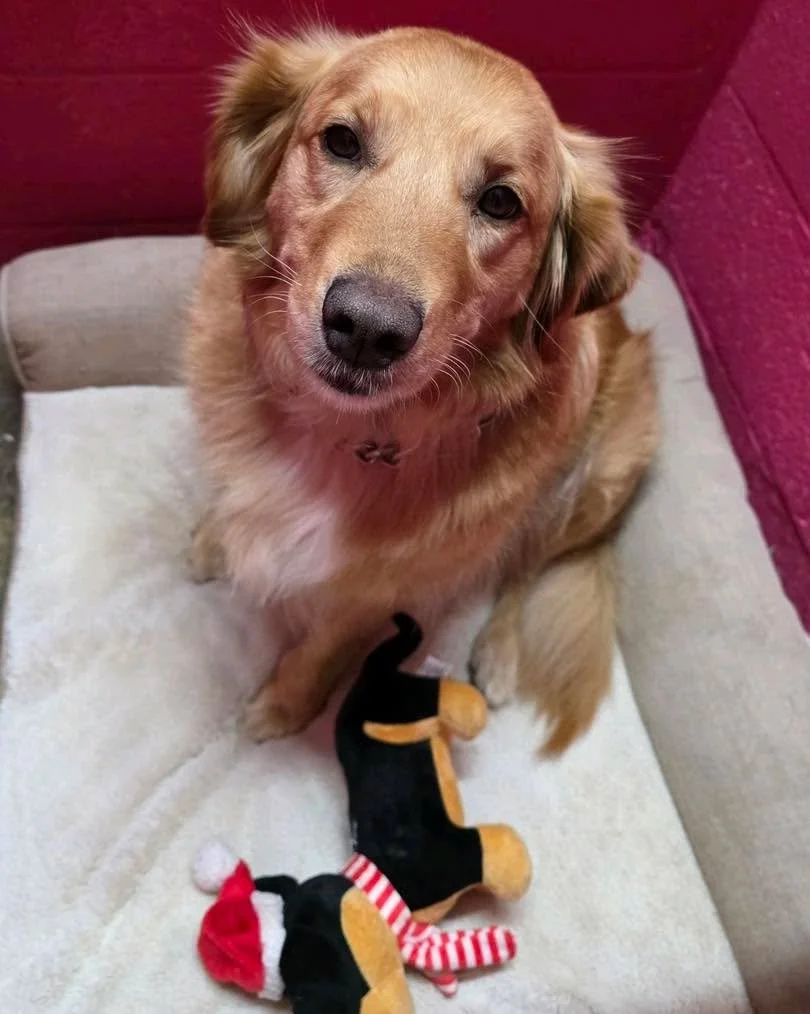 Even during a busy day, making sure our patients feel safe and settled always comes first 🫶🏻