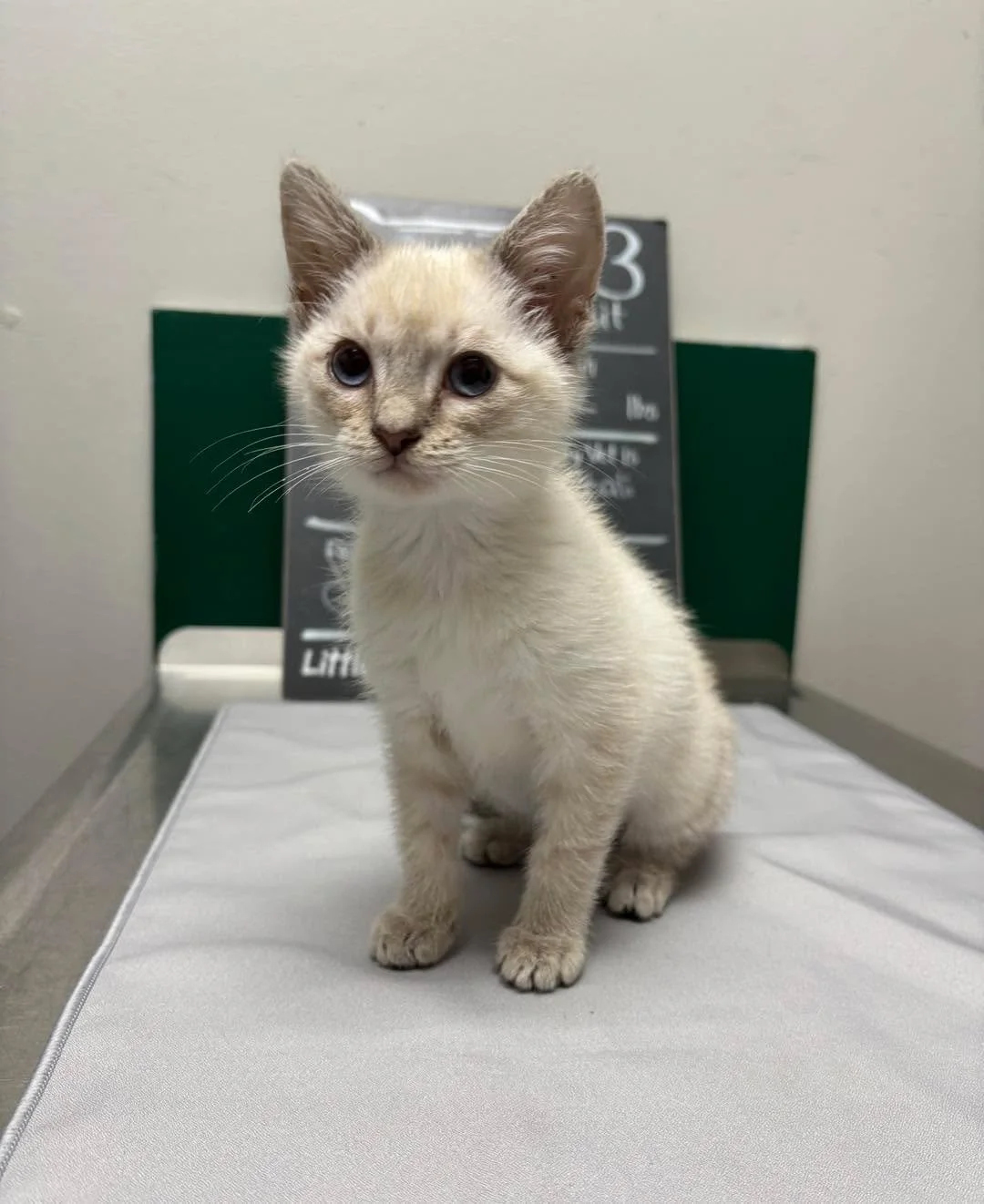 Just a kitten doing important kitten things.
Today&rsquo;s visit was about building a healthy foundation with early vaccines that help protect kittens while they grow ✨