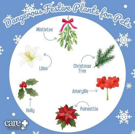 🎄 Fun Fact Friday 🎄

Did you know some of your favorite holiday plants can be harmful to pets? While decorating this season, it&rsquo;s important to keep festive greenery out of paws&rsquo; reach.

Common holiday plants that can cause problems incl