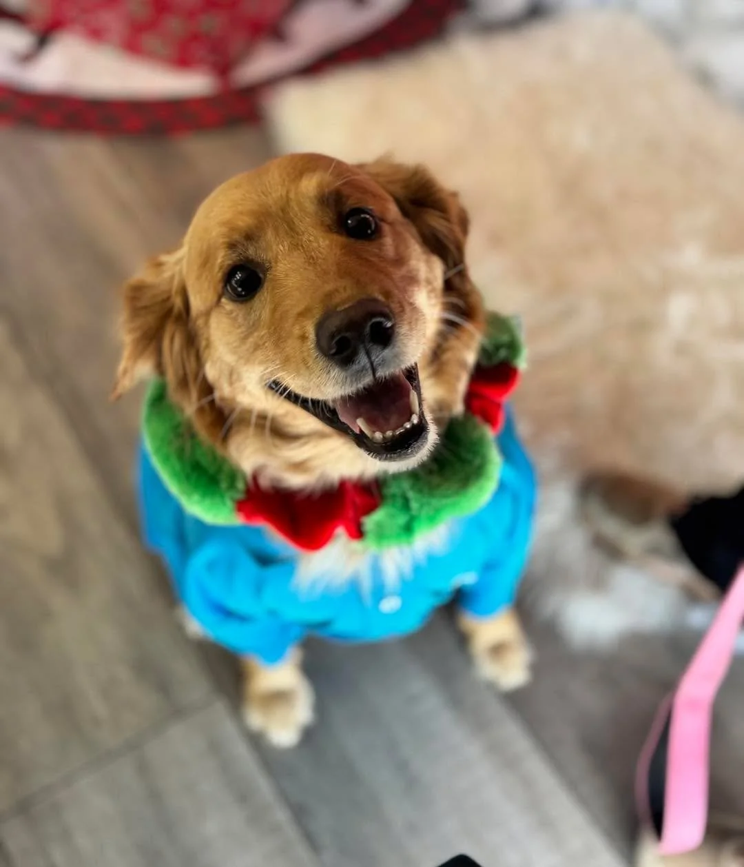 Christmas cheer, clinic edition. 🥰🐾🎄