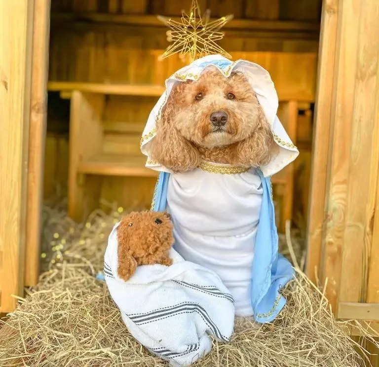 Merry Christmas from all of us at Little Woods Animal Hospital! 🎄🐾

To our wonderful clients and their beloved pets, we wish you a season filled with joy, love, and countless blessings. As we celebrate, let&rsquo;s remember the true reason for the 