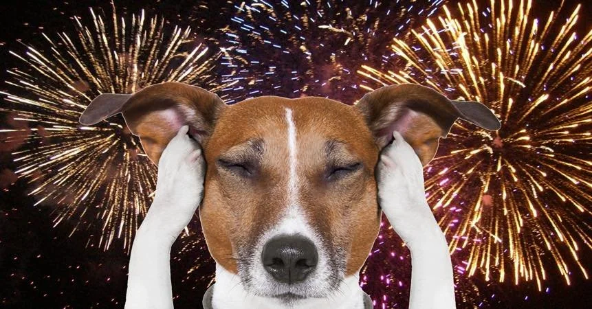 New Year&rsquo;s Eve Reminder 🎆

If your pet is scared of loud noises like fireworks, today is the day to plan ahead.

If your pet already has anxiety medication on file or you need to discuss options for New Year&rsquo;s Eve fireworks, please call 