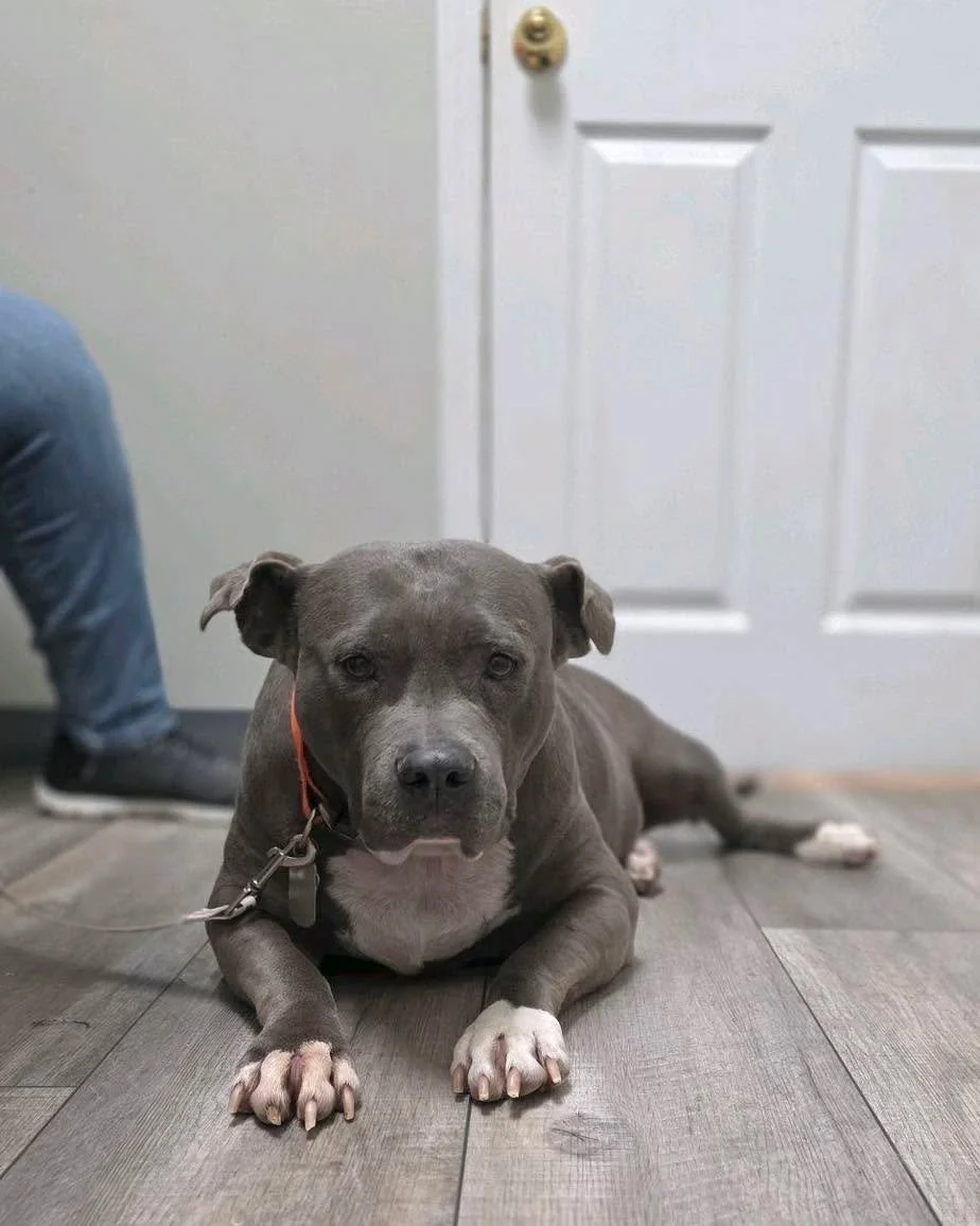 Pumpkin would like to speak to management 😂