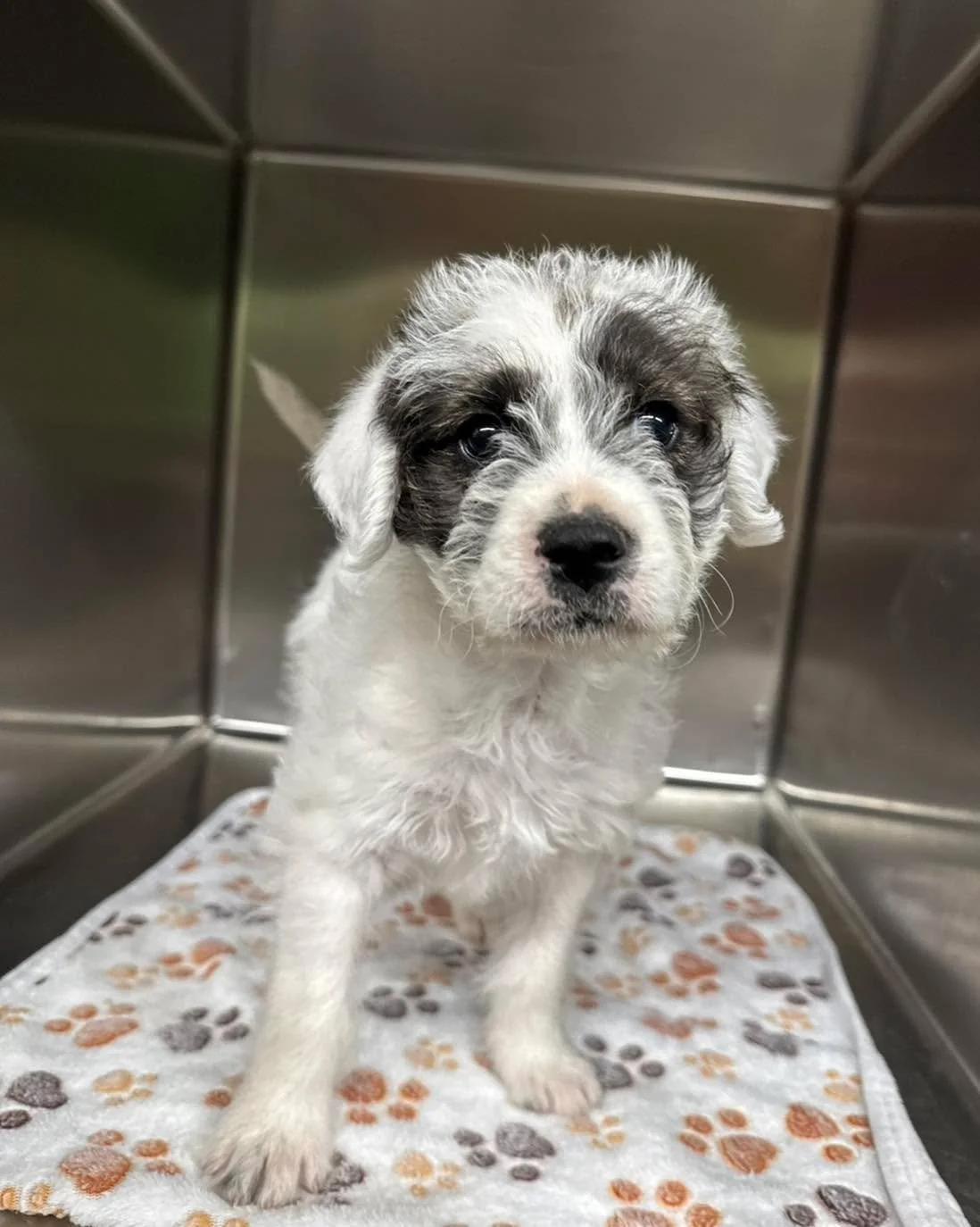 Came in for vaccines, left with a fan club. 😍