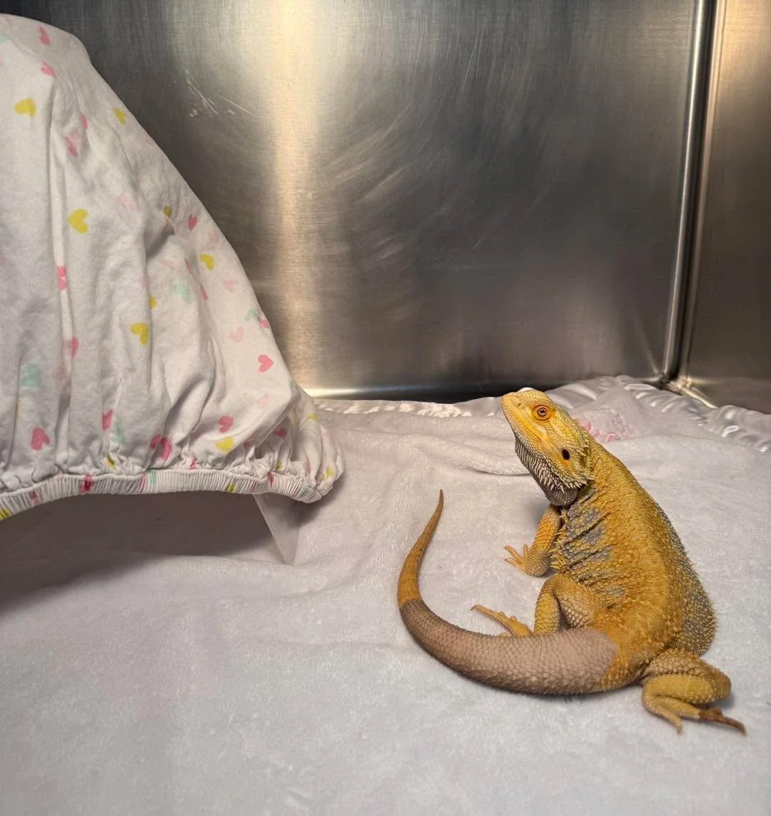 Exotics day at the clinic 🦎🤩