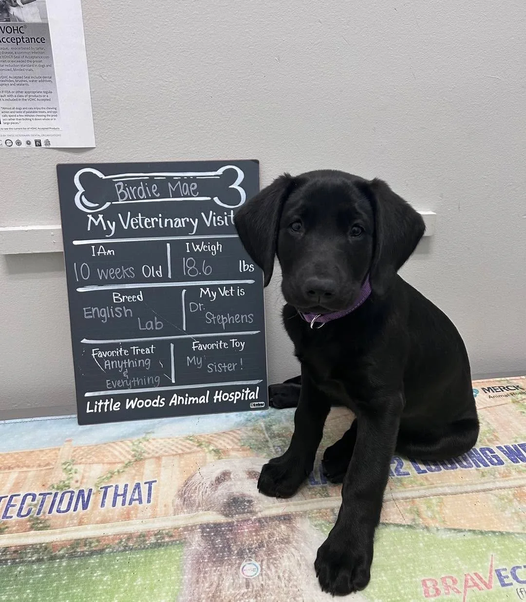 Puppy visits are our favorite kind of visits. Birdie Mae did great 🖤