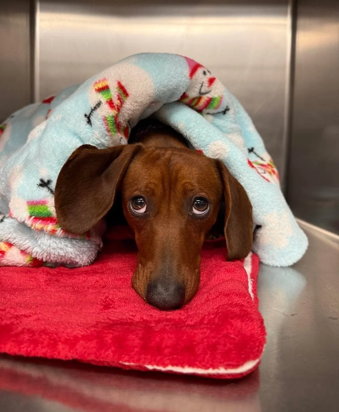 Not thrilled to be here&hellip; but very cozy about it 😏