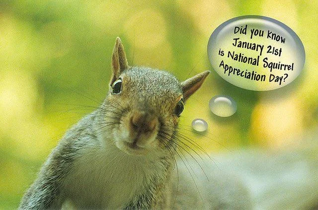 Squirrel Appreciation Day ✨🐿️ 

Squirrels are some of the hardest-working little foragers around. They spend their days gathering and burying nuts, helping spread seeds and grow new trees&mdash;often without even realizing it.

A few fun and helpful