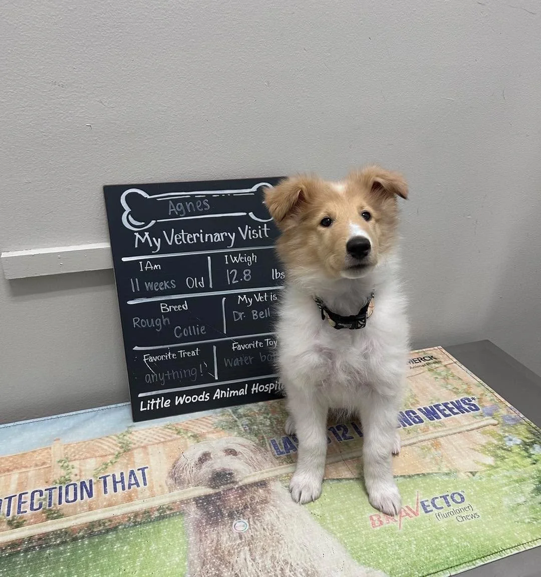 Agnes came in for her appointment and left with plenty of admirers 🥰