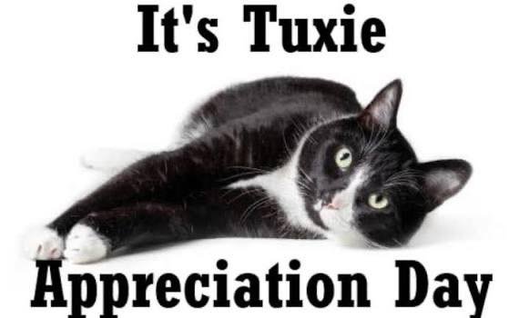 Tuxedo Cat Appreciation Day 🖤 🤍 

Tuxedo cats have a look that makes them stand out instantly, but it&rsquo;s their personalities that really win people over. Known for their black-and-white coats, tuxedo cats aren&rsquo;t a specific breed&mdash;th