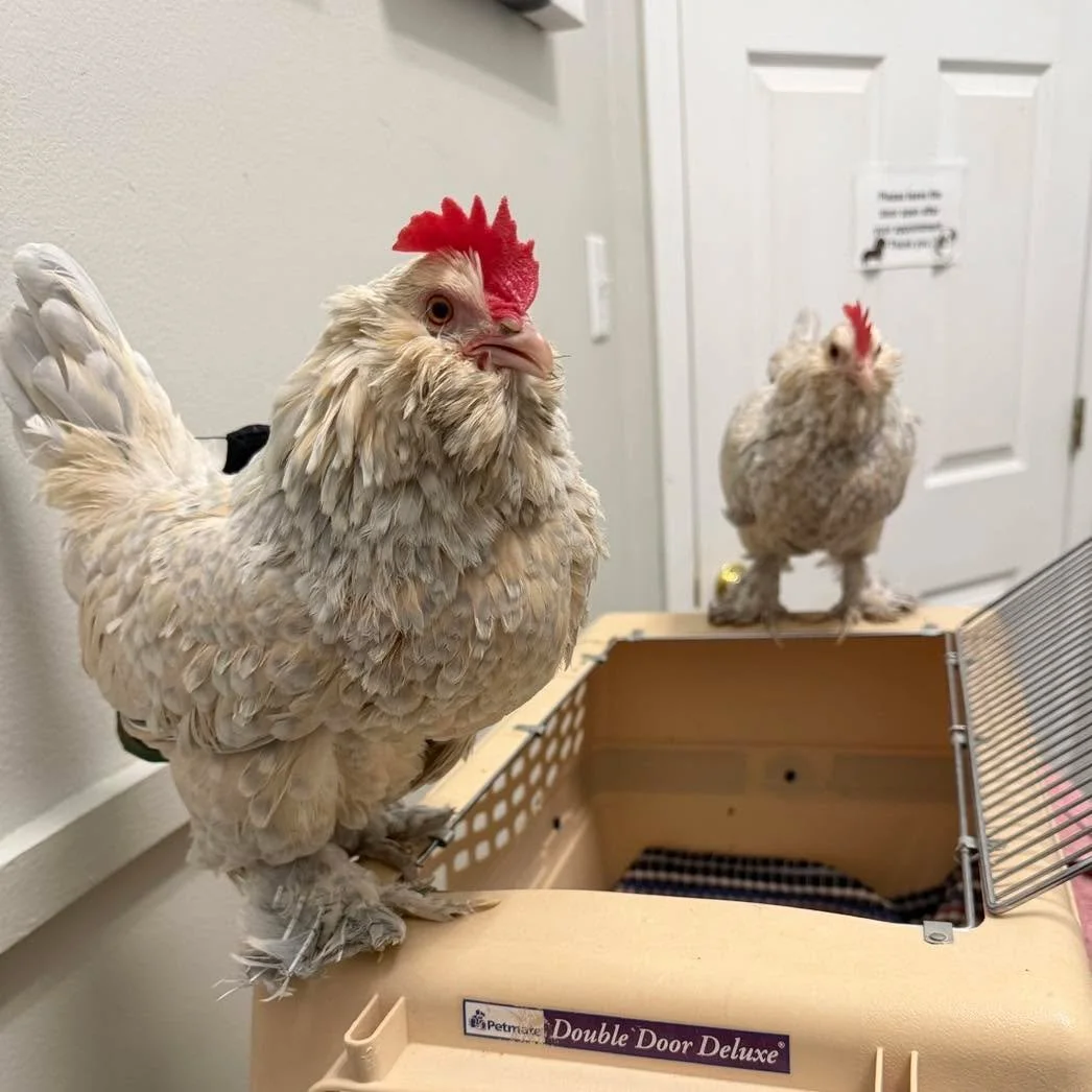 Post&ndash;ice storm therapy, chicken edition 🤩