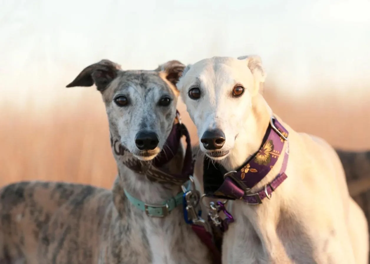 World Greyhound Day 🐾 

Greyhounds are known for their speed, but there&rsquo;s so much more to them than the racetrack. These dogs are gentle, affectionate, and often surprisingly low-key at home. Despite being elite athletes, many greyhounds are p