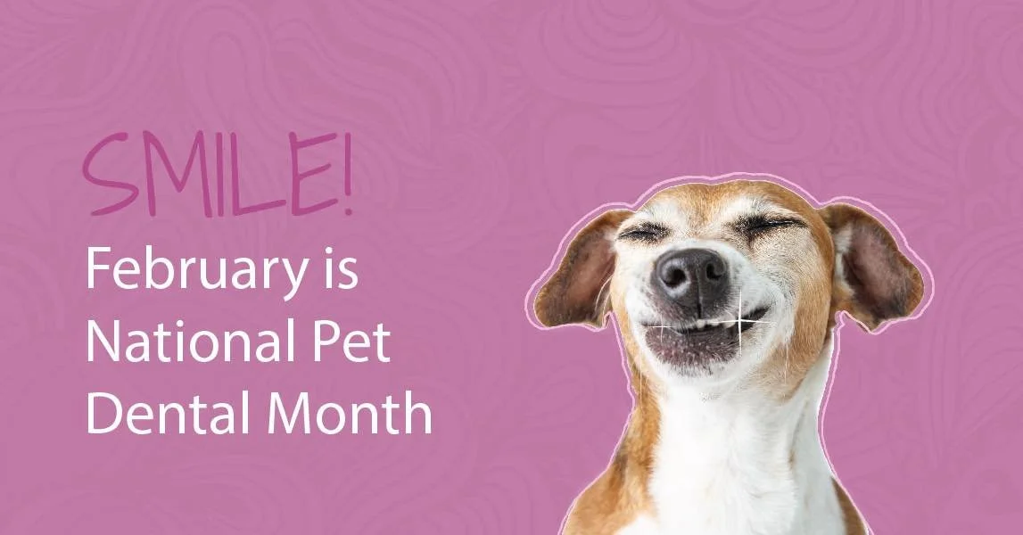 February is Pet Dental Health Month! 🦷 

Dental disease is one of the most common health issues we see in dogs and cats&mdash;and it often starts long before you notice a problem at home. The good news? With routine care, it&rsquo;s also one of the 
