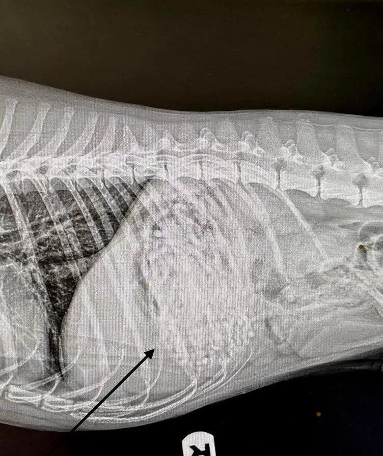 What&rsquo;s That Wednesday 🔍 🩻

This stomach has something in it that shouldn&rsquo;t be there. Take a good look at the radiograph &mdash; what&rsquo;s your guess?