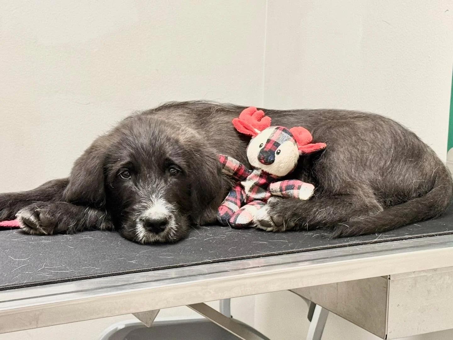 When your emotional support reindeer comes to the vet with you 😍