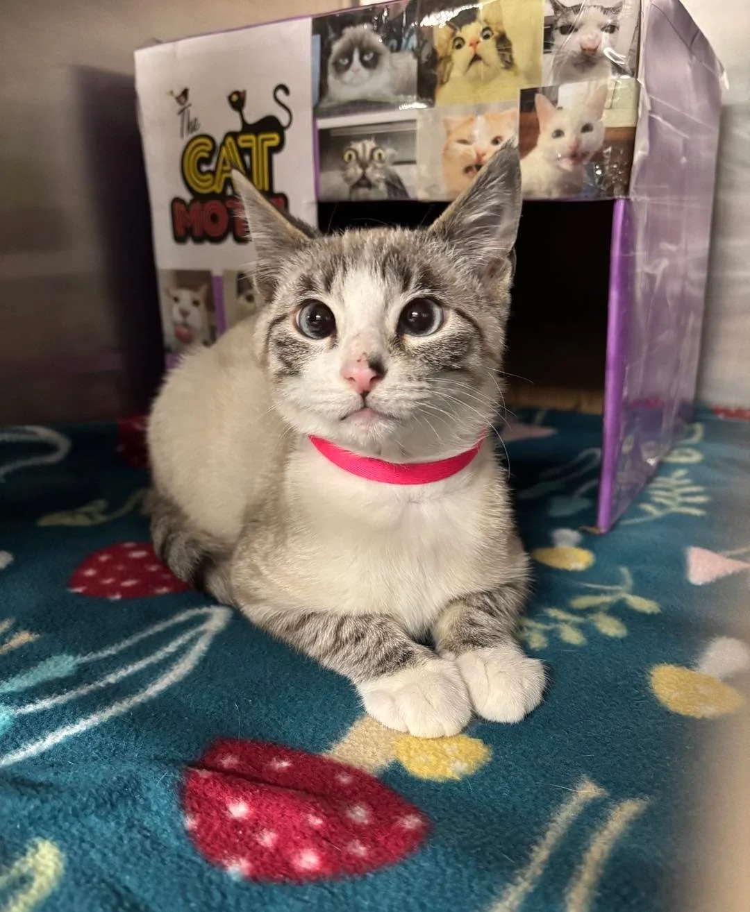 Prim and Proper ✨ 👑