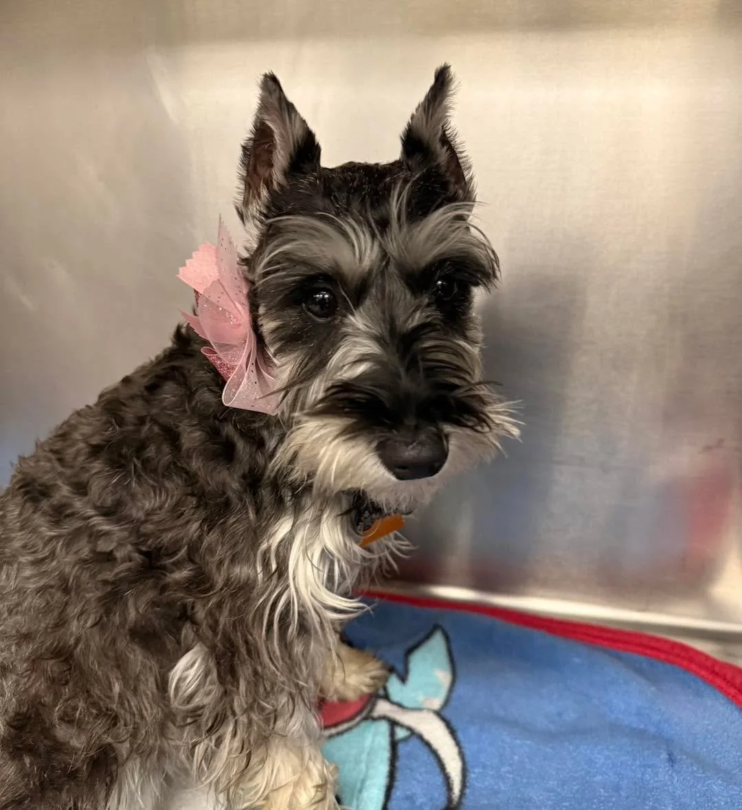 The lady in pink has arrived. 💗🐾