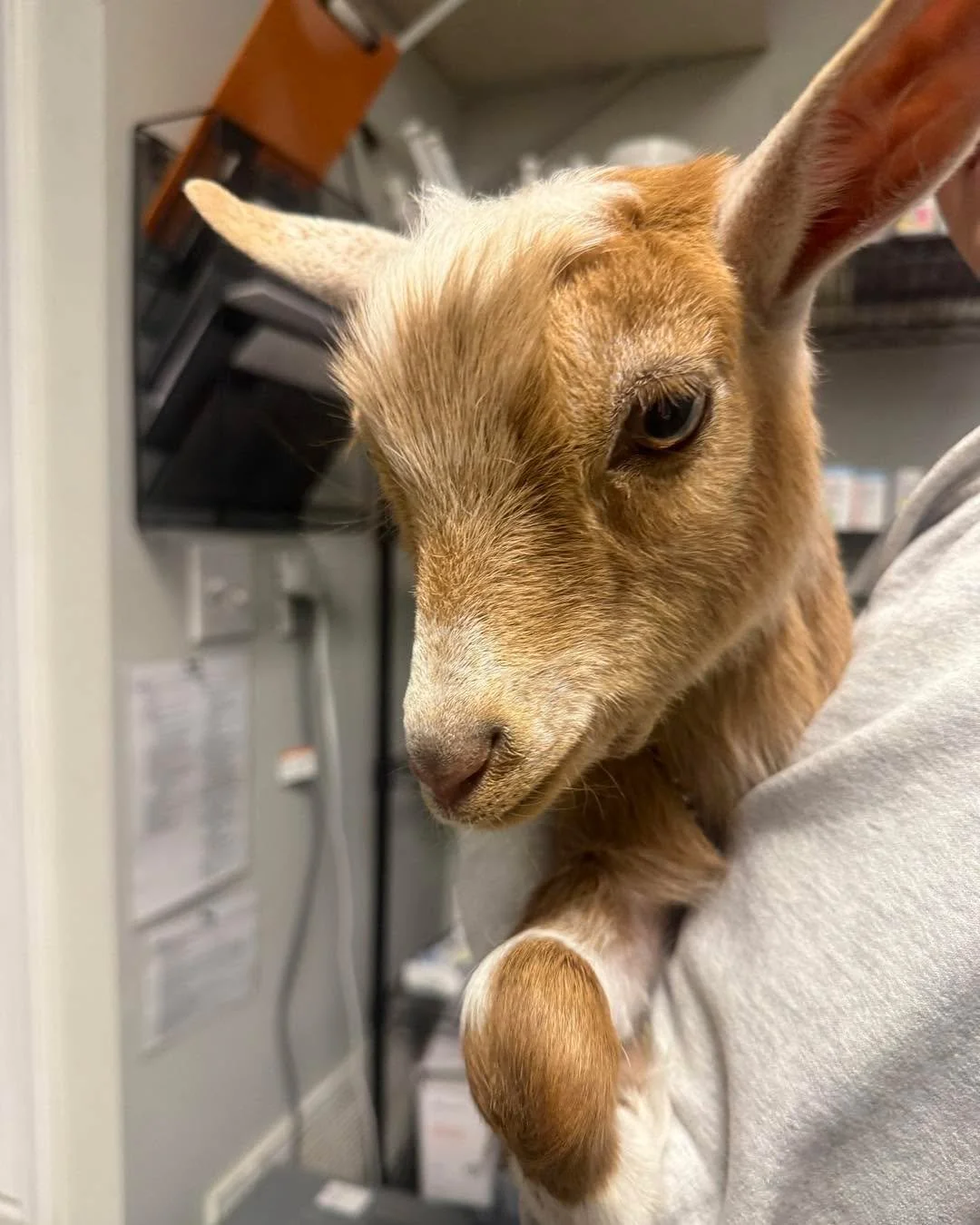 Not every patient barks&hellip; some of them baa. 🐐😂🩺