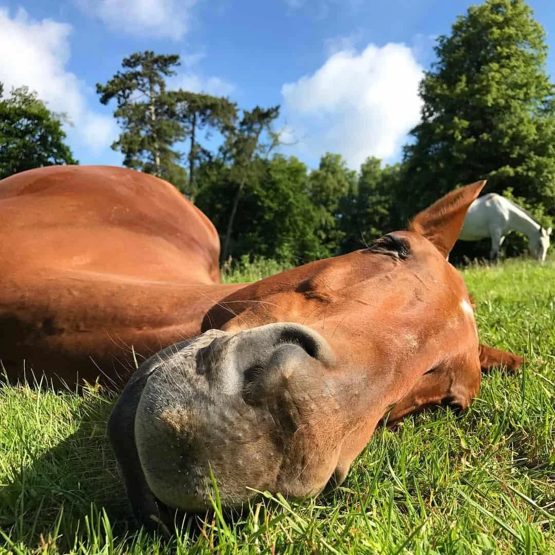 🐴✨ FUN FACT FRIDAY ✨🐴

Did you know horses can sleep standing up?

They have a built-in support system called the stay apparatus that allows them to lock their legs in place so their muscles can relax without collapsing.

It&rsquo;s a survival inst