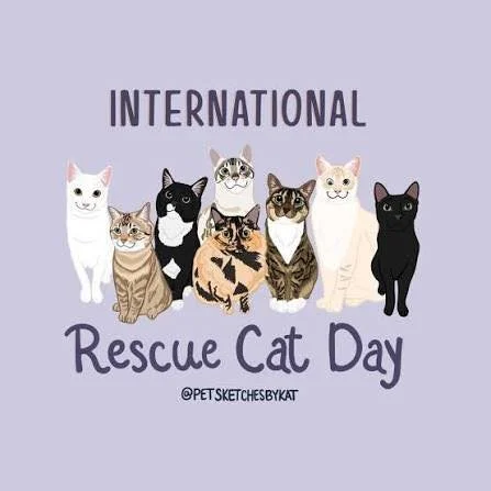 Happy International Rescue Cat Day 🐱✨

Today we&rsquo;re celebrating the cats who got a second chance &mdash; and the families who said yes to them.

Rescue cats bring so much personality, resilience, and love into a home. We&rsquo;re thankful for e