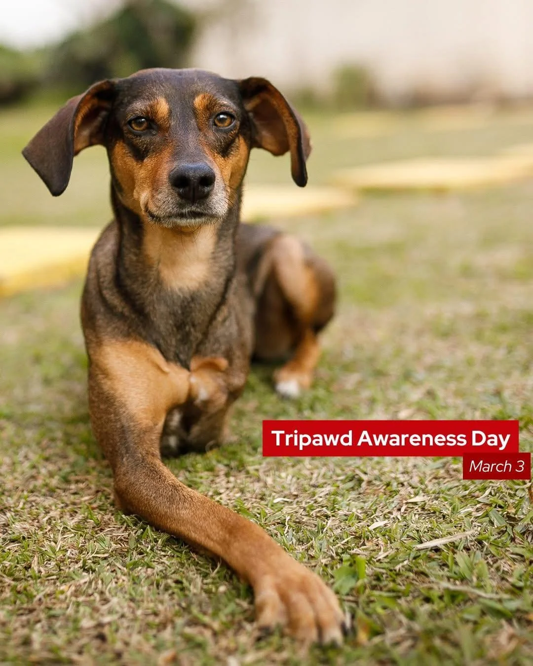 It&rsquo;s International Tripawd Day! 🐾

Amputations can sound scary, but pets adapt incredibly well &mdash; often bouncing back faster than expected. Three legs, same happy life.

If you have a tripawd at home, drop their pictures below &mdash; we 