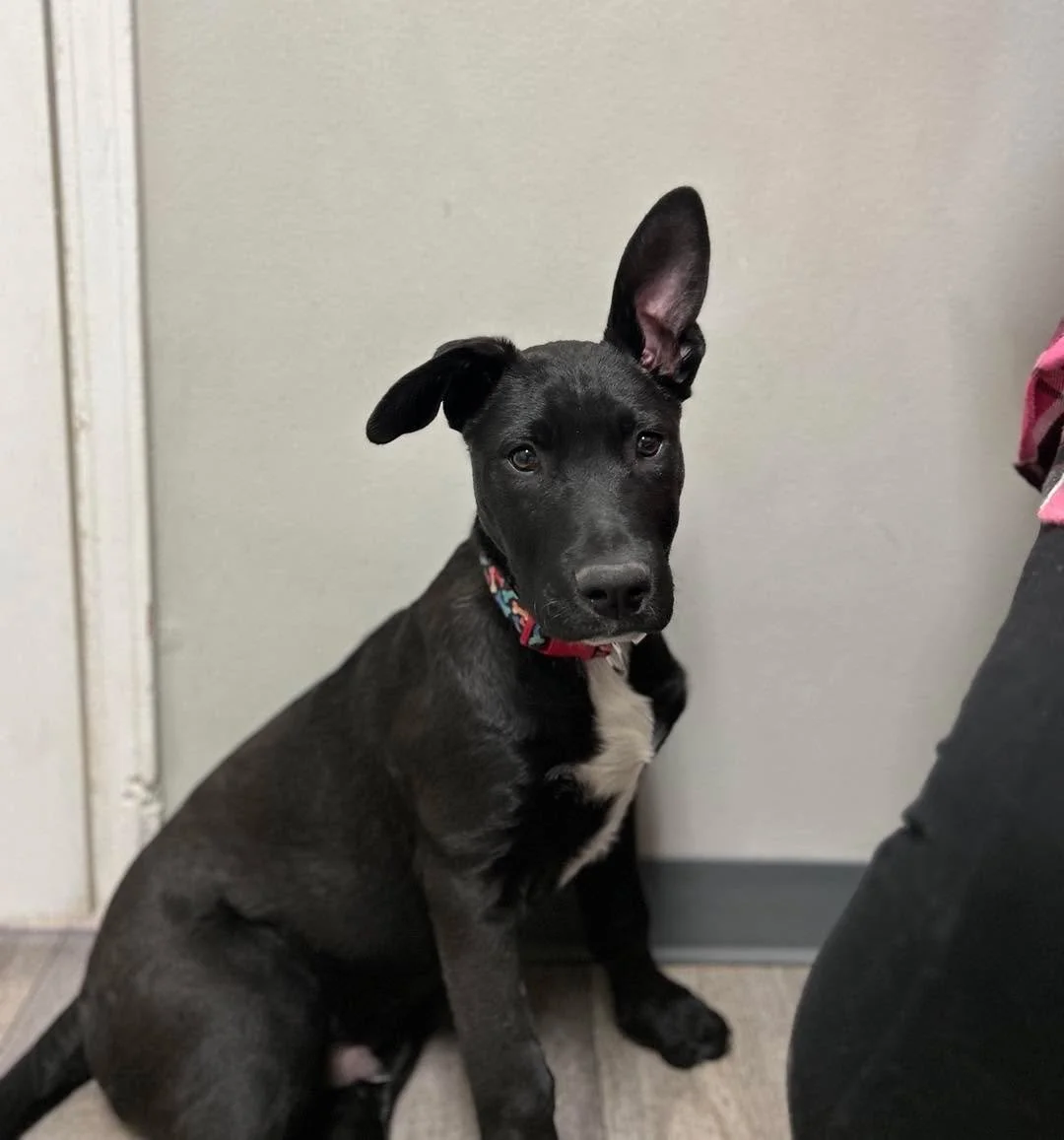 That one ear working overtime in triage. 📡🐾😂