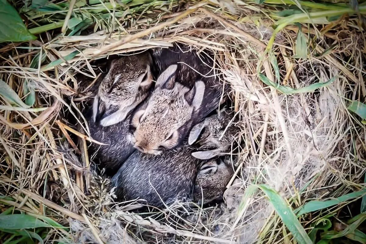 🌷 Fun Fact Friday 🌷

Did you know many baby animals are born in Arkansas during the spring with no scent?

Fawns, baby rabbits, and even some ground-nesting birds are born with almost no detectable scent. This incredible survival trick helps keep p