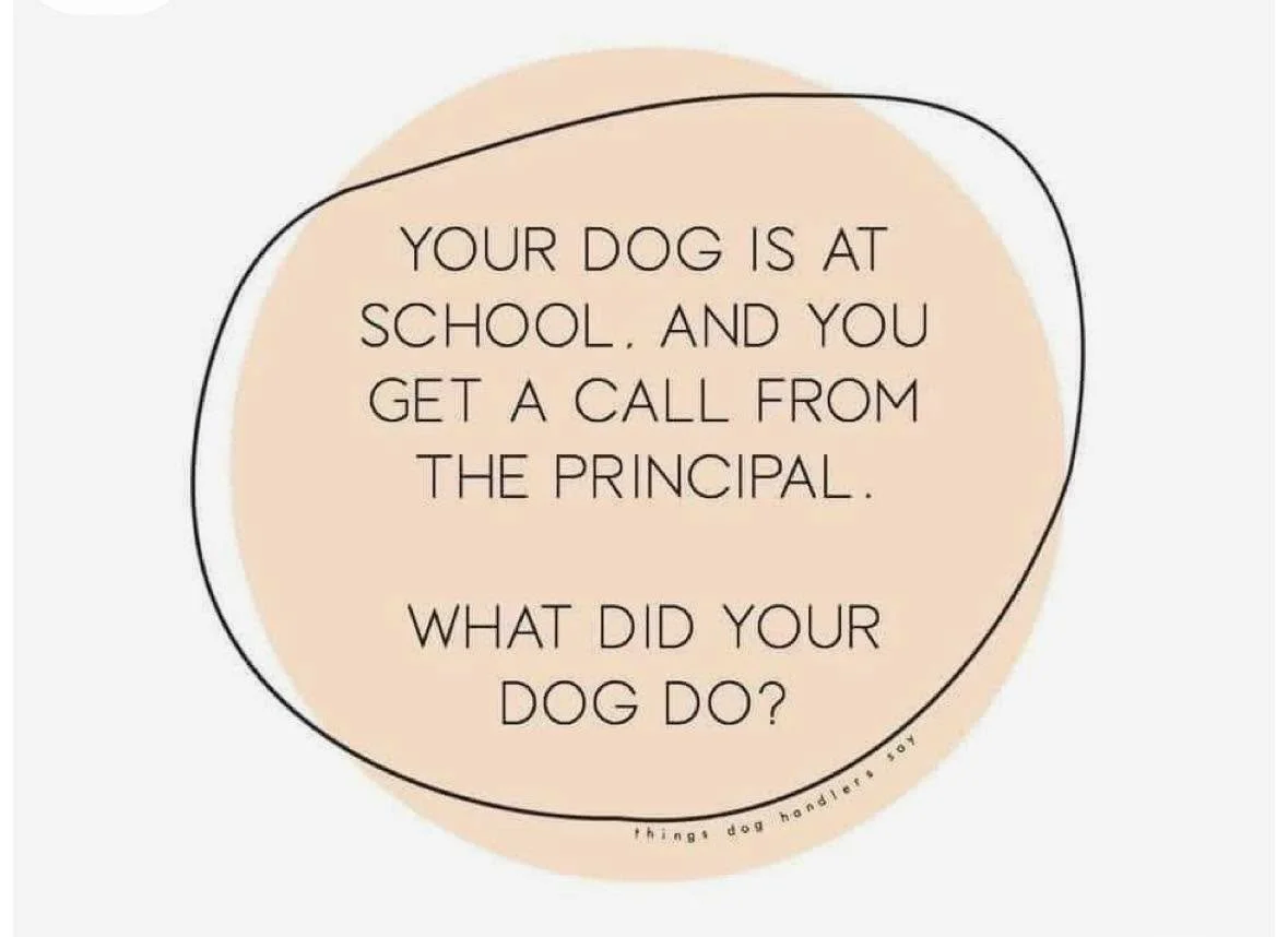 Be honest&hellip; what did your dog do? 🐾👇