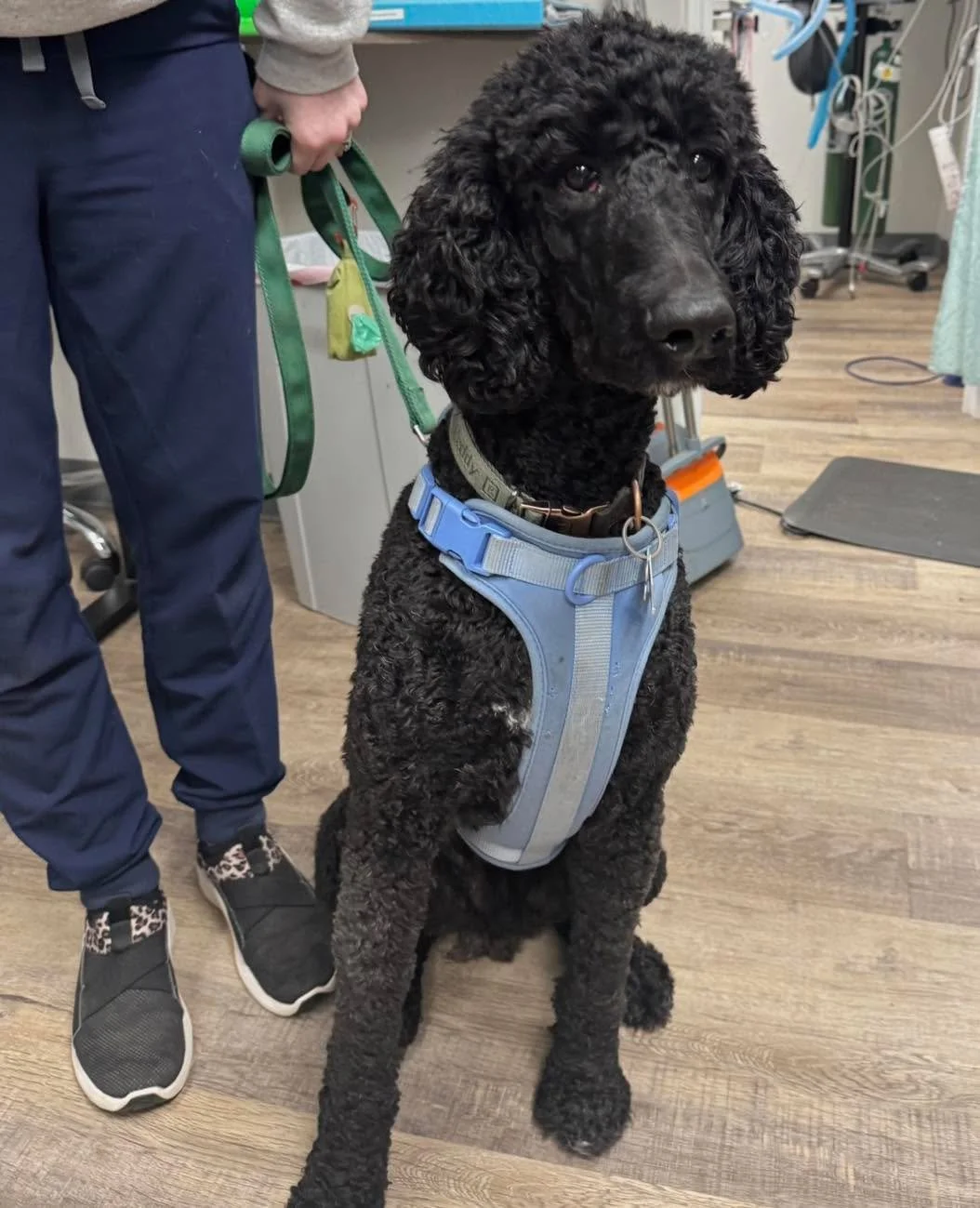 Just a quick moment for everyone to admire how handsome Scooter is 🥰