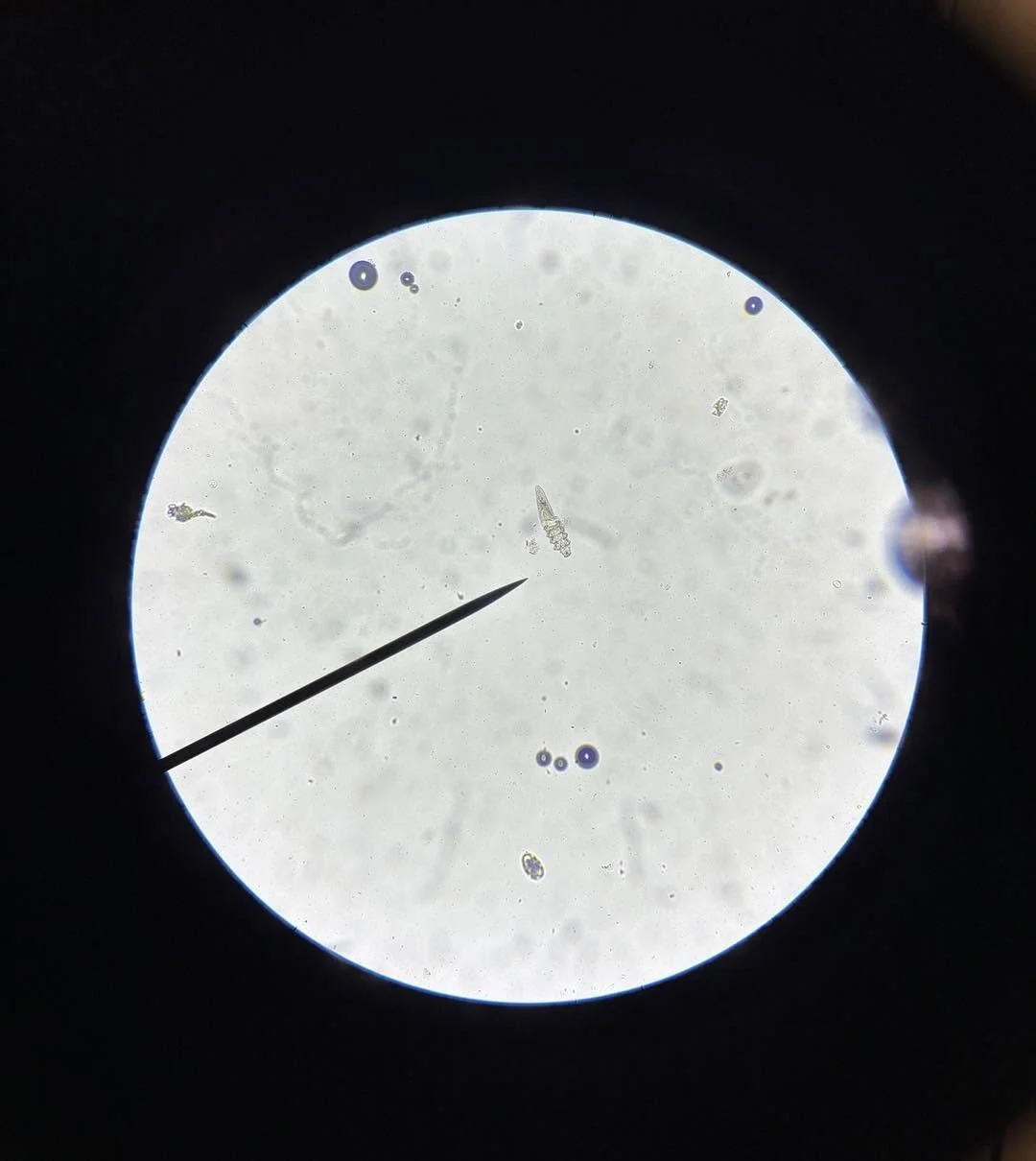 What&rsquo;s That Wednesday?! 👀 🔬 

This tiny organism showed up during a skin scraping we looked at under the microscope today.

You can&rsquo;t see them with the naked eye, but when their numbers get too high they can cause hair loss, irritated s