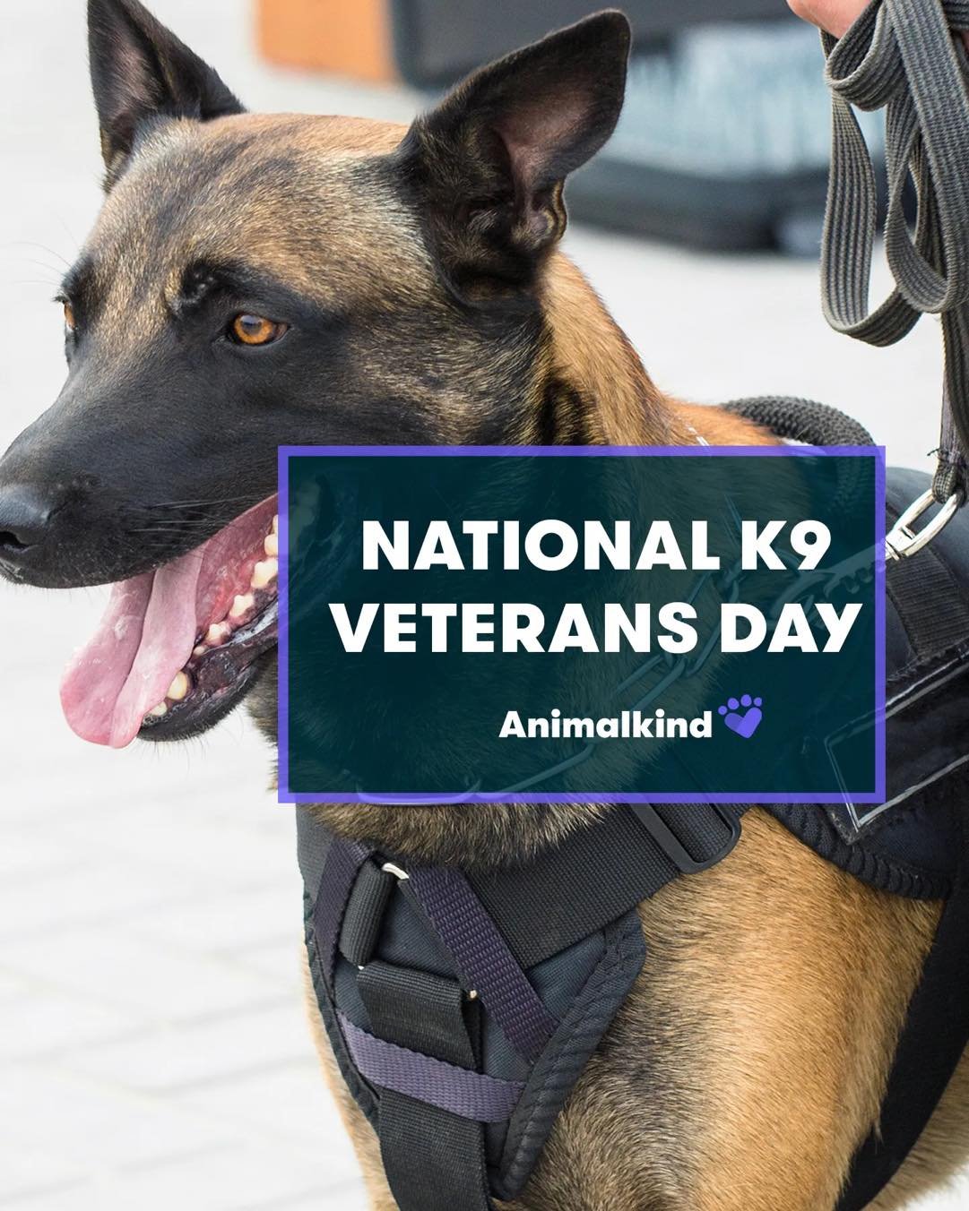 Today we honor the four-legged heroes who have served alongside our military and law enforcement. 🐾🇺🇸

K9s put their loyalty, courage, and incredible noses to work protecting our country, detecting danger, and saving lives. Their job is dangerous,