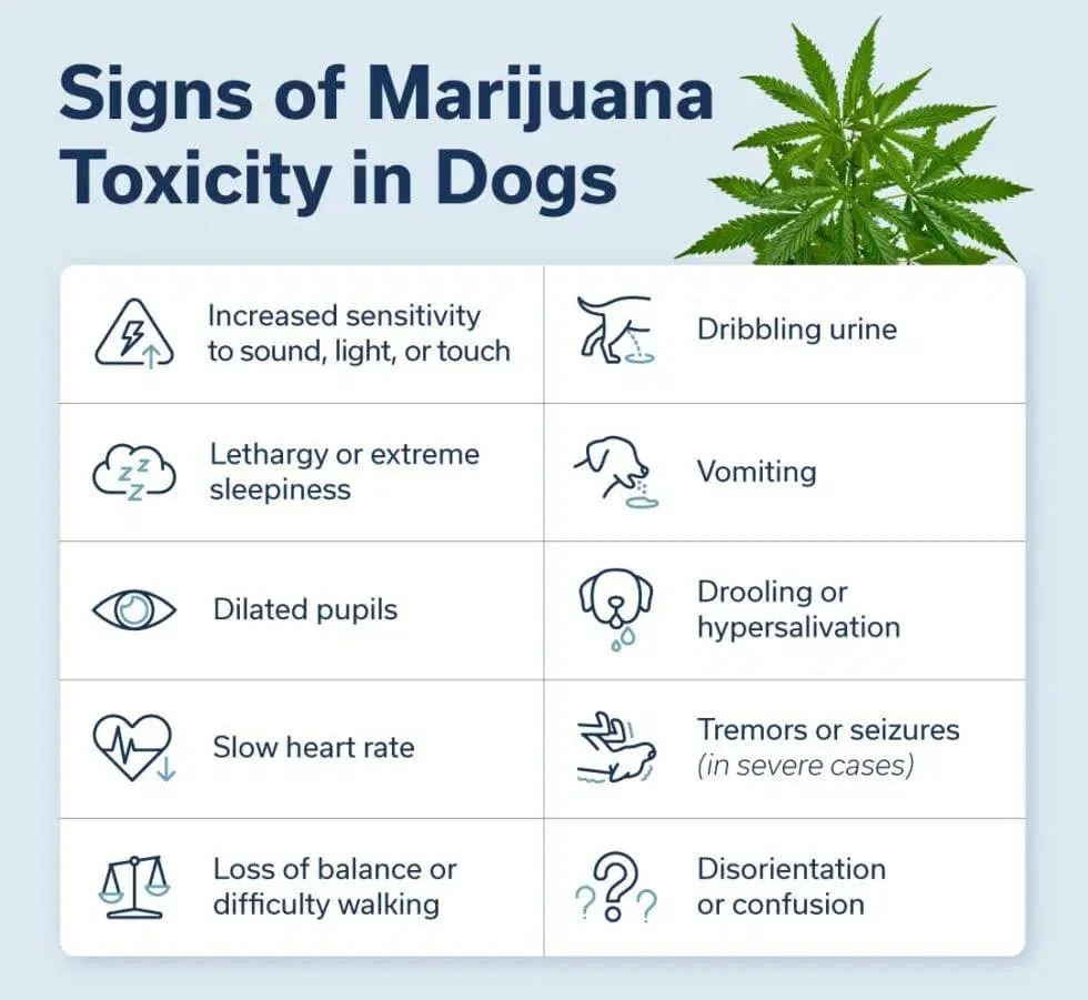 Poison Prevention Week: Day 2 &mdash; Marijuana (THC)

Marijuana toxicity in pets is on the rise.  We&rsquo;ve already treated three cases this year alone &mdash; and we&rsquo;re only a few months in.

With increased availability of edibles and conce