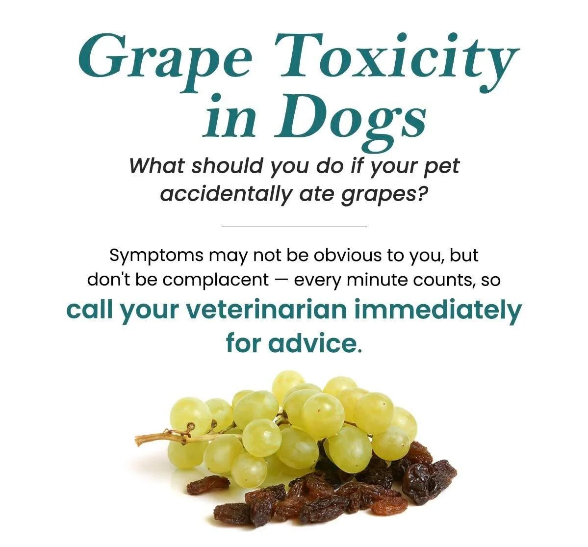 Poison Prevention Week: Day 3 &mdash; Grapes &amp; Raisins 🍇⚠️

Grapes and raisins are a highly toxic substance in dogs and can cause acute kidney failure. Even small amounts can lead to significant damage, and in some cases that damage is not rever