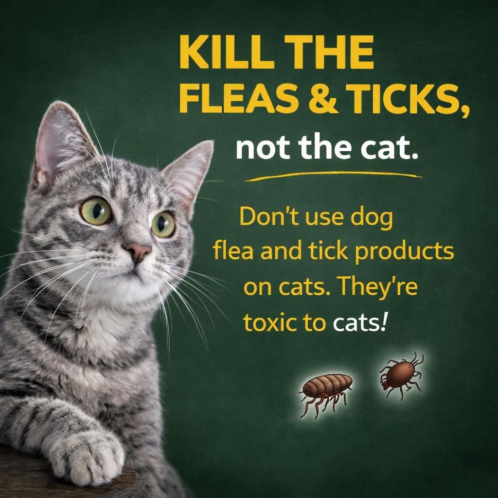 Poison Prevention Week: Day 4 &mdash; Dog Flea/Tick Products Are NOT Safe for Cats ⚠️🐱

No dog flea or tick product&mdash;topical OR oral&mdash;should ever be used on cats.

Some dog flea and tick topicals&mdash;especially those that repel ticks&mda