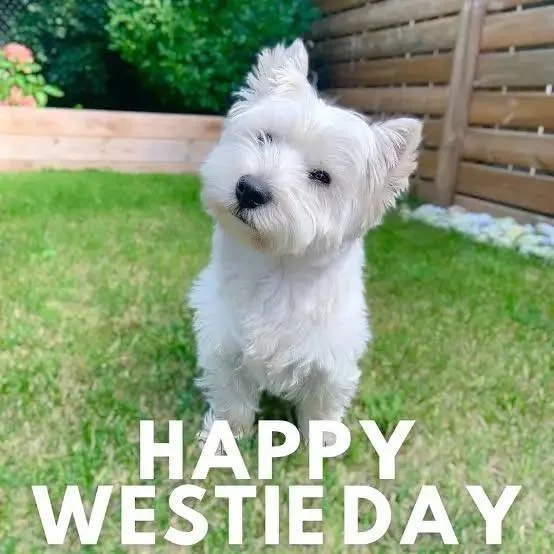 🤍🐾 Happy National Westie Day! 🤍 🐾 

Small dog, BIG personality. West Highland White Terriers are known for their confidence, charm, and those iconic snowy white coats.

Let&rsquo;s see your Westies! Drop a photo in the comments 👇📸🐶