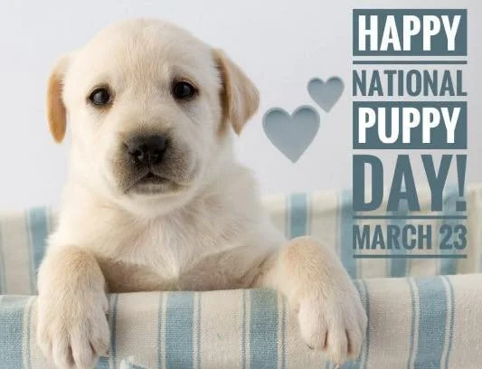 It&rsquo;s National Puppy Day and yes&hellip; we fully support the puppy fever. 🐶🐾

But behind every cute puppy face is some important first-year groundwork:

✔️ Vaccines to build strong immunity
✔️ Routine deworming (because puppies explore with t