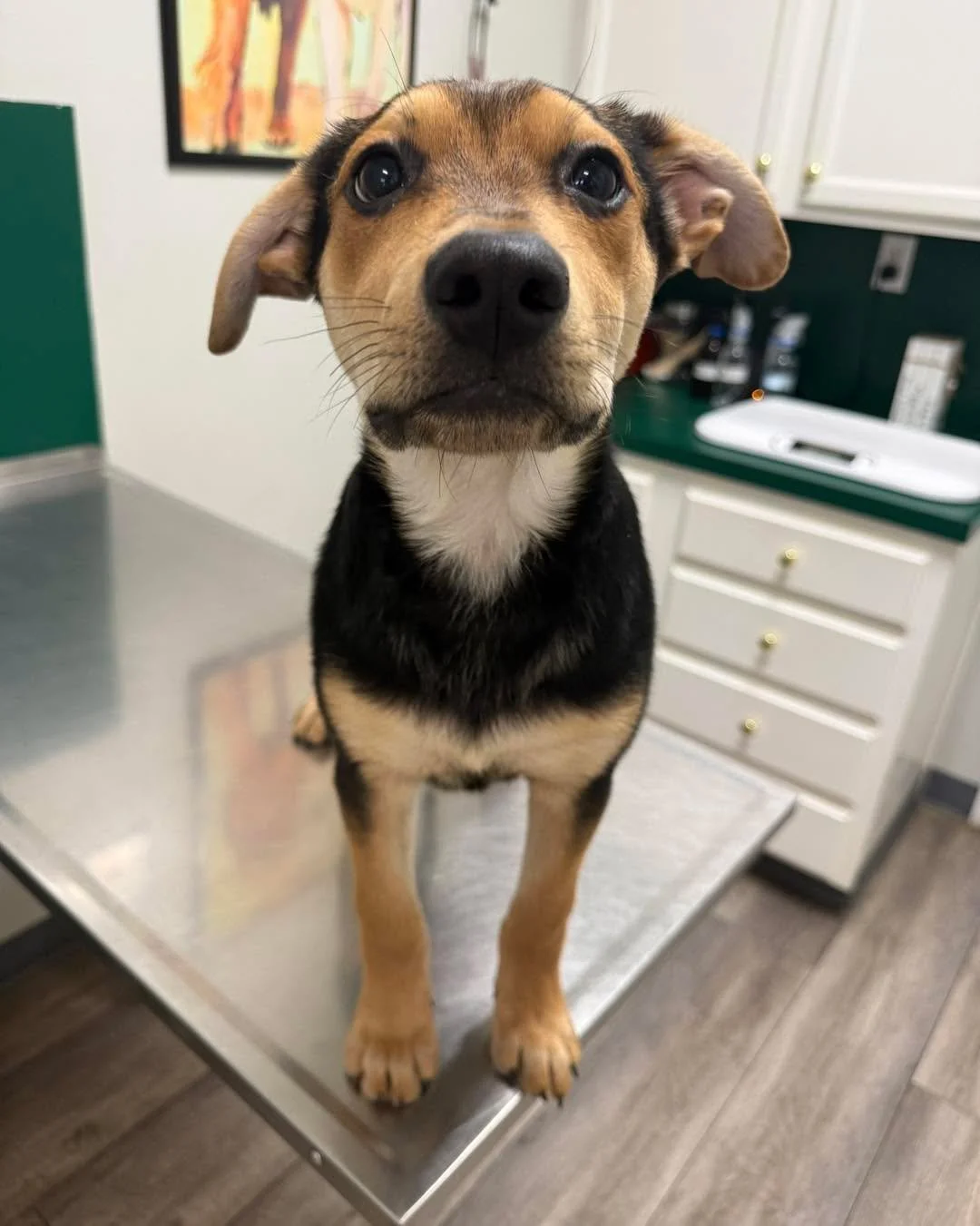 Preventative care starts early&mdash;this little one is already on the right track 🎉