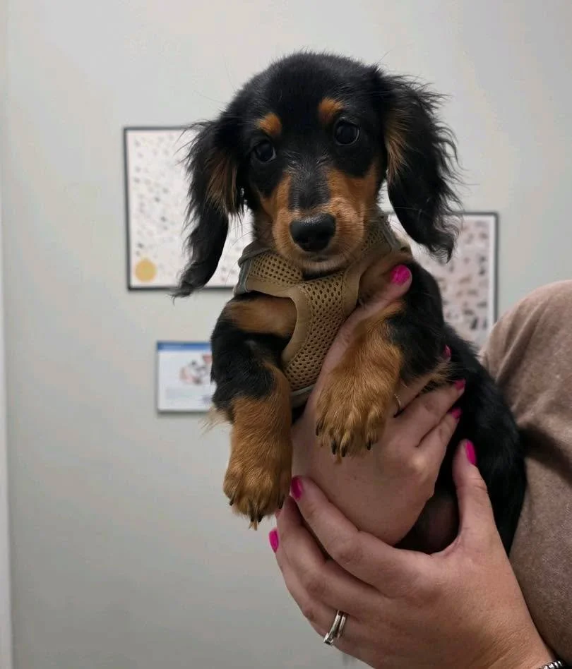 Tiny patients get extra attention&hellip; it&rsquo;s clinic policy. 🩺🐾